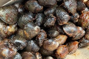 Etok Salai 8 Etok Salai