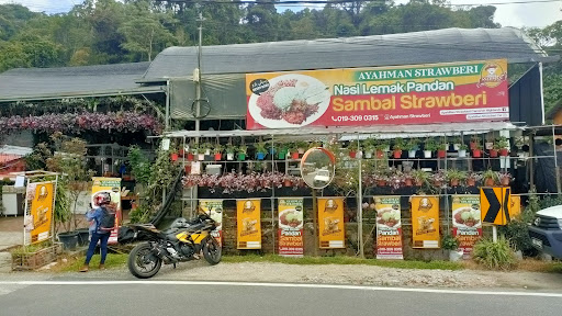 AyahMan Strawberi Cameron Highlands AyahMan Strawberi Cameron Highlands