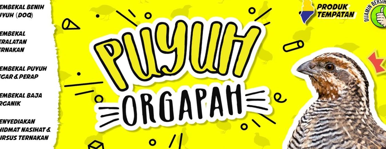PUYUH ORGAPAH 1 puyuh orgapah