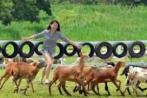 Salai di Kluang, Malaysia: Destinasi Menarik untuk Pengalaman Unik di Johor