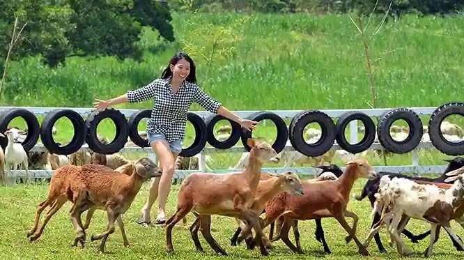 Salai di Kluang, Malaysia: Destinasi Menarik untuk Pengalaman Unik di Johor 1 salai di kluang malaysia destinasi menarik untuk pengalaman unik di johor