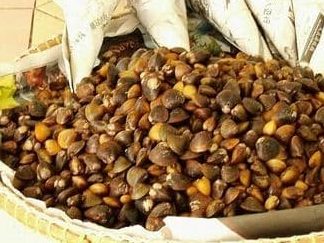 etok salai sedap kota bharu