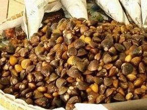 ETOK SALAI BANGGOL 1 etok salai banggol