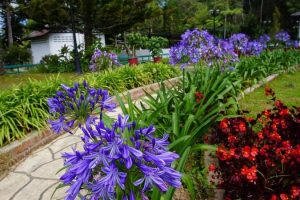 OU INN Cameron Highlands ,Ferm Nyonya Restaurant 4 OU INN Cameron Highlands ,Ferm Nyonya Restaurant