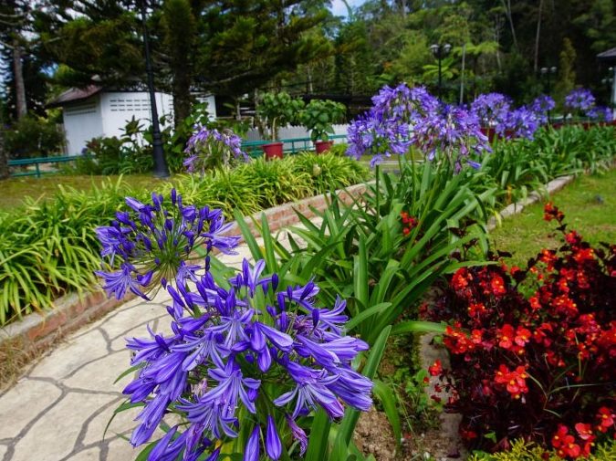 ou inn cameron highlands ferm nyonya restaurant